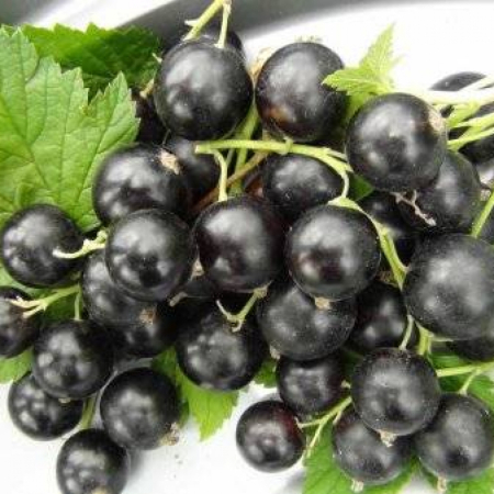 Черная смородина Белорусская Сладкая (Двухлетний, ОКС)