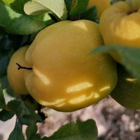 Айва Щедра (Однорічний, ГКС)