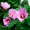 Гибискус древовидный розовый (15-25 см, ЗКС)