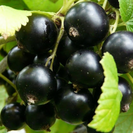 Черная смородина  Сластена (Однолетний, ОКС)