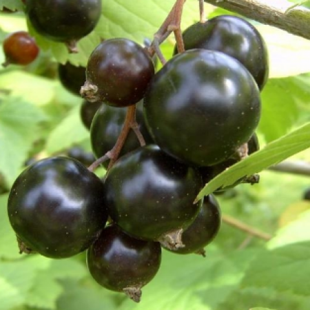 Черная смородина Орес (Двухлетний, ОКС)