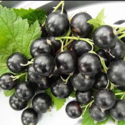 Черная смородина Аметист (Двухлетний, ОКС)