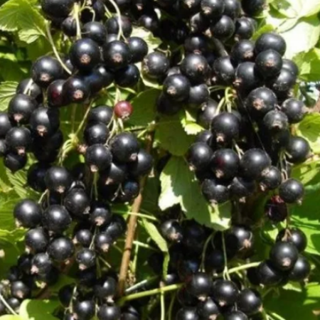Черная смородина Аметист (Двухлетний, ОКС)