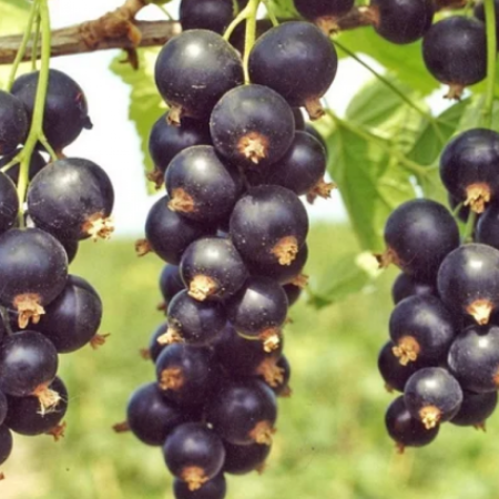 Черная смородина Бен Тиран (Двухлетний, ОКС)