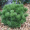 Сосна Горная Пумилио (15-25 см, горшок С2)