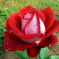 Роза Люксор (Однолетний, ОКС)