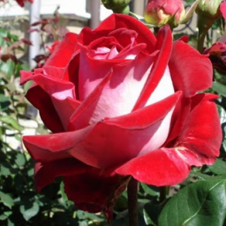 Роза Люксор (Однорічний, ГКС)