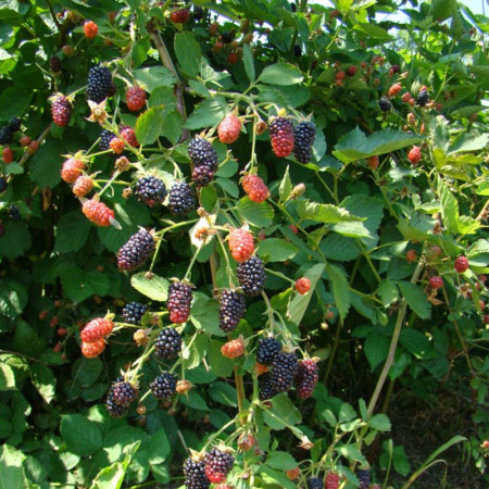 Ежевика Бжезина (Bgezina) (Однолетний, ЗКС)