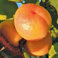 Абрикос Цегледи Бибер (Трехлетний, ОКС)
