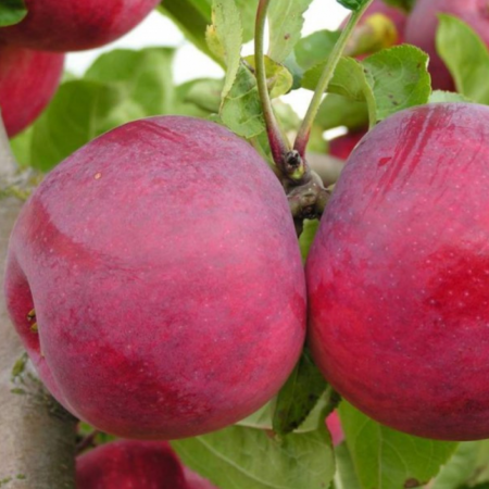 Яблоня Макинтош (Трехлетний, ОКС)