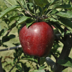 Яблоня Делишес Ред (Двухлетний, ОКС)