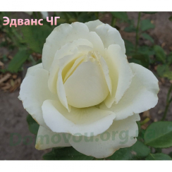 Роза Эдванс (Однолетний, ЗКС)
