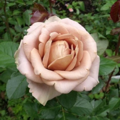 Роза Амнезия (Однолетний, ЗКС)