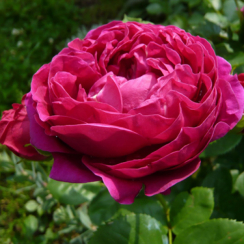 Роза Аскот (Однолетний, ЗКС)