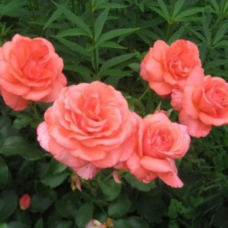 Роза Фройде (Однолетний, ЗКС)
