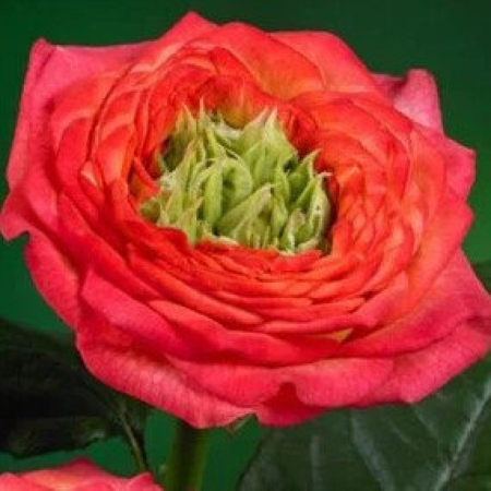 Роза Гудини (Однолетний, ЗКС)