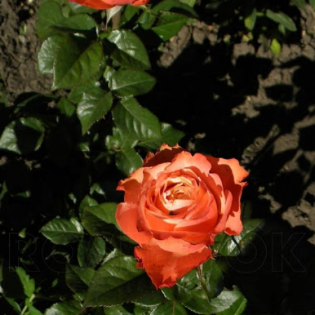 Роза Кахала (Однолетний, ЗКС)