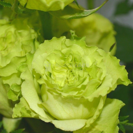 Роза Лимонад (Однолетний, ЗКС)