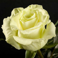 Роза Мондиаль (Однолетний, ЗКС)