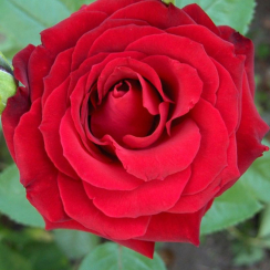 Роза Оклахома (Однолетний, ЗКС)