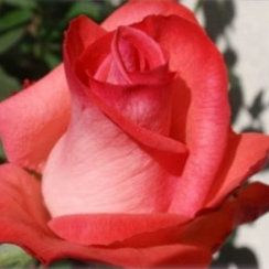 Роза Рафаэлла (Однолетний, ЗКС)