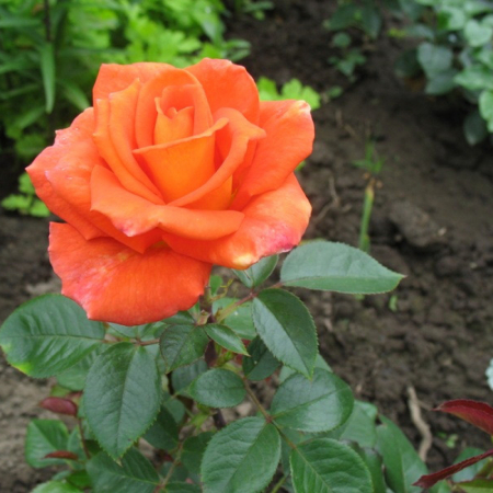 Роза Сандра (Однолетний, ЗКС)