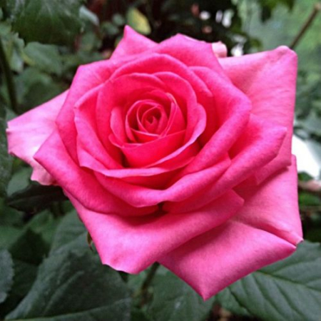 Троянда Шок Версилія (Однорічний, ЗКС)