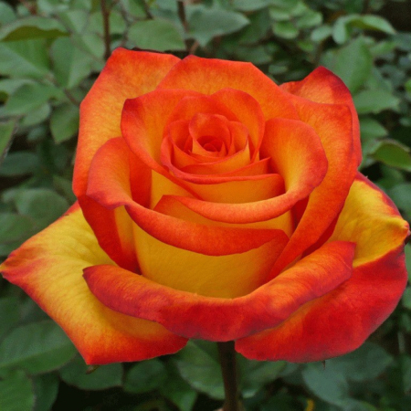 Роза Тукан (Однолетний, ЗКС)
