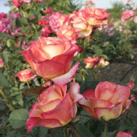 Роза Утопия (Однолетний, ЗКС)