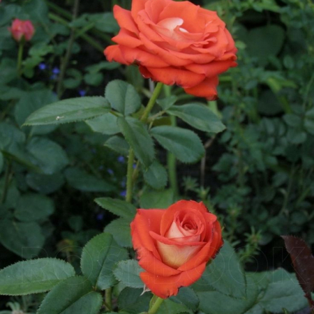 Роза Верано (Однолетний, ЗКС)