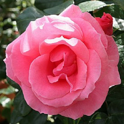 Роза Лавиния (Однолетний, ЗКС)