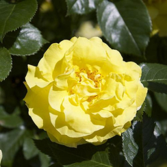 Роза Лючия (Однолетний, ЗКС)