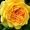 Роза 100 Ідей Саду (Однорічний, ЗКС)