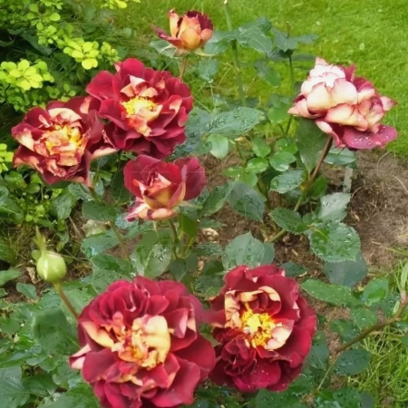 Роза Луис Франция (Однолетний, ЗКС)