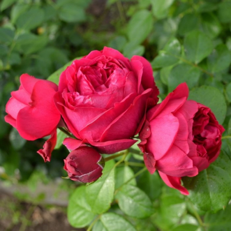 Роза Ред Эден Роуз (Однолетний, ЗКС)