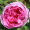 Троянда Центифольна (Однорічний, ЗКС)