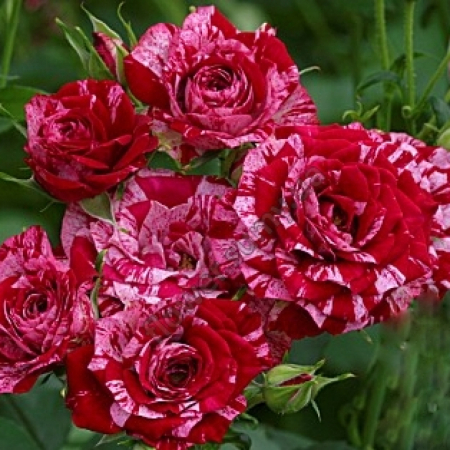 Роза Арроу Фолиес (Однолетний, ЗКС)