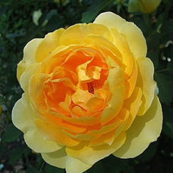 Роза Мулинекс (Однолетний, ЗКС)