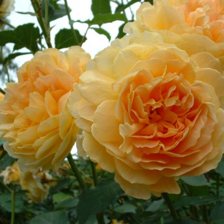 Роза Мулинекс (Однолетний, ЗКС)