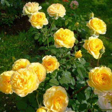 Роза Мулинекс (Однолетний, ЗКС)