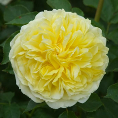 Роза Пилигрим (Однолетний, ЗКС)