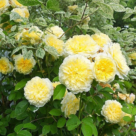 Роза Пилигрим (Однолетний, ЗКС)