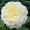 Троянда Транквіліті (Однорічний, ЗКС)