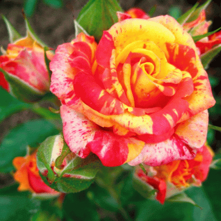 Роза Флеш Файер (Однолетний, ЗКС)