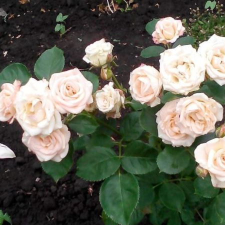 Роза Яна (Однолетний, ЗКС)