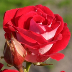 Роза Руби Стар (Однолетний, ЗКС)