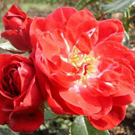 Роза Хеллоу (Однорічний, ЗКС)