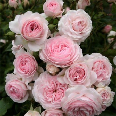 Роза Лариса (Однолетний, ЗКС)