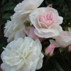 Роза Свани (Однолетний, ЗКС)
