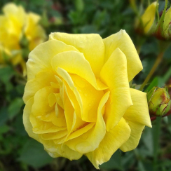 Роза Фрезия (Однолетний, ЗКС)